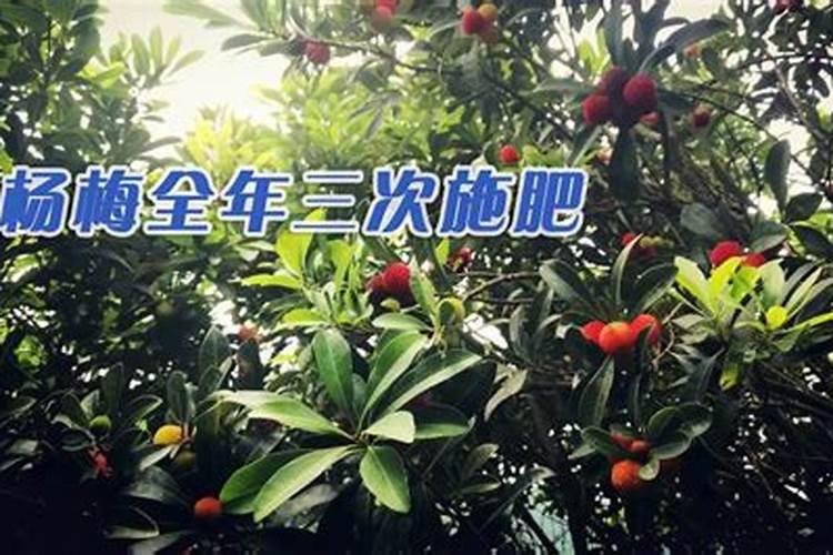 杨梅施钾肥什么时候最好？