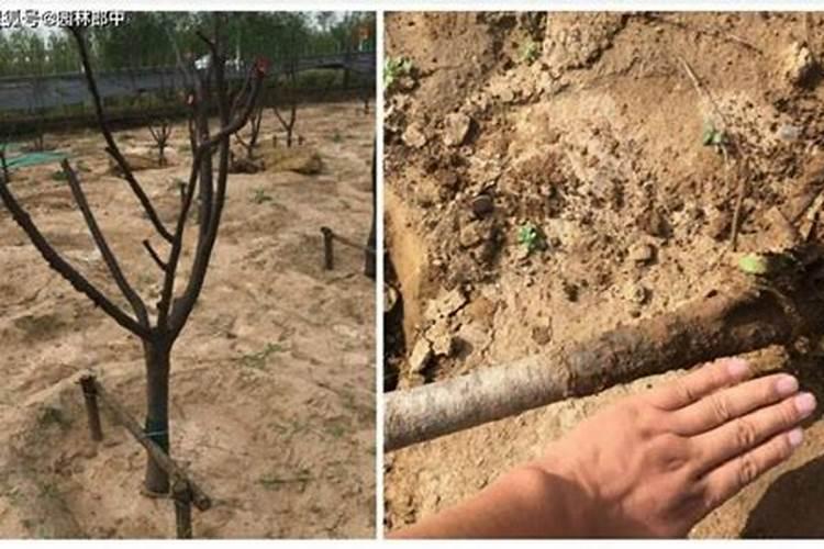 新栽树苗能施磷肥吗？