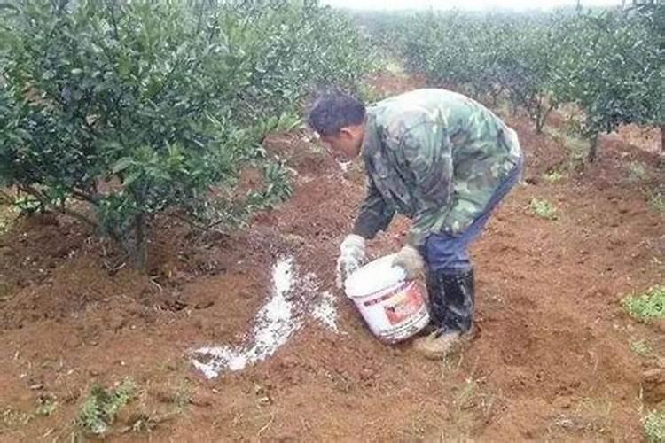 瓜子壳可以当肥料放花盆里吗,瓜子壳能用来种花吗