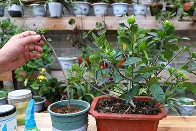 栀子花浇什么疯长