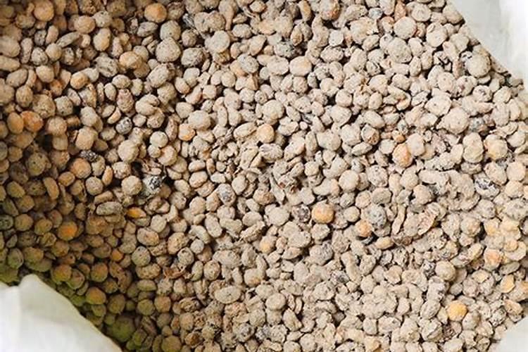 养君子兰,定期浇“营养液”,蹭蹭长新叶,油绿有光泽,你知道吗？