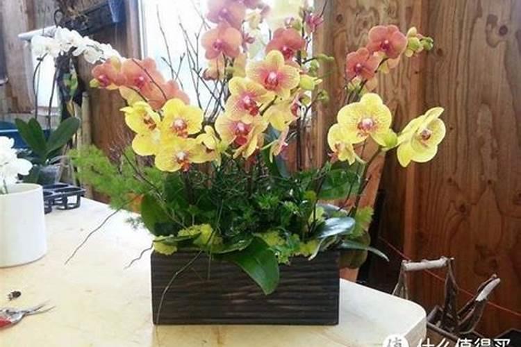 蝴蝶兰用什么肥,磷钾肥可促进花芽形成