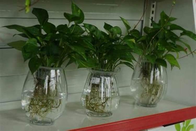 绿萝用水养怎么施肥