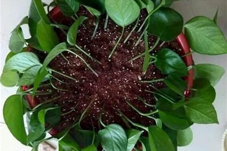 绿萝怎么施肥养长得快 绿萝如何施肥养长得快