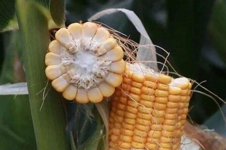 玉米水溶肥在玉米长棒子的时候可以打吗