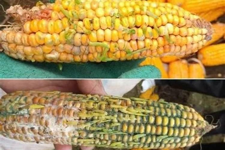 玉米开花结果时需要施什么肥