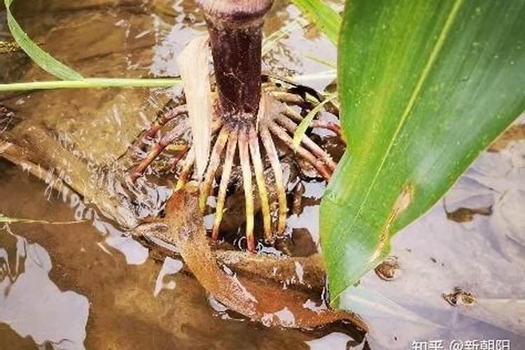 芸苔素内酯水稻使用量