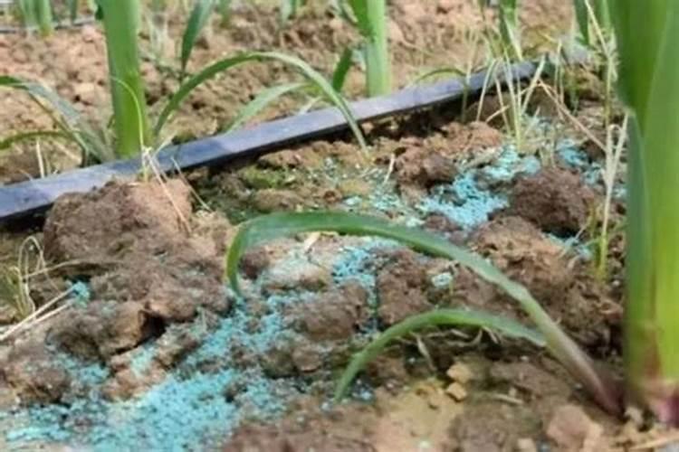 玉米施加钙肥的最佳时间 什么时候使用合适