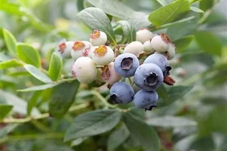 花盆中蓝莓施什么肥好