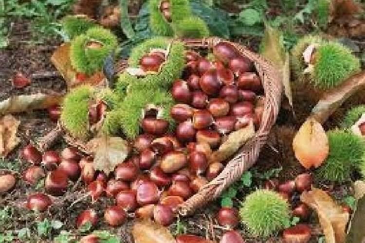 板栗壳可以做花肥吗