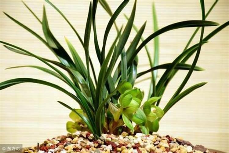 板栗壳可以做花肥吗