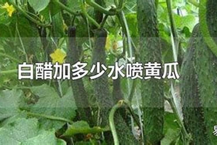 大棚韭菜叶面肥白醋