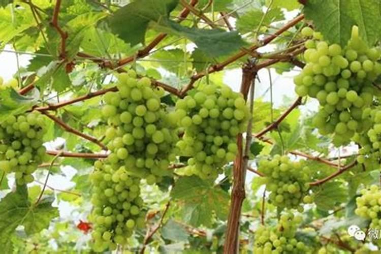 请问大鹏青提葡萄为什么落花骨朵,下面的叶片都干苦了,再有的叶片发黑青...