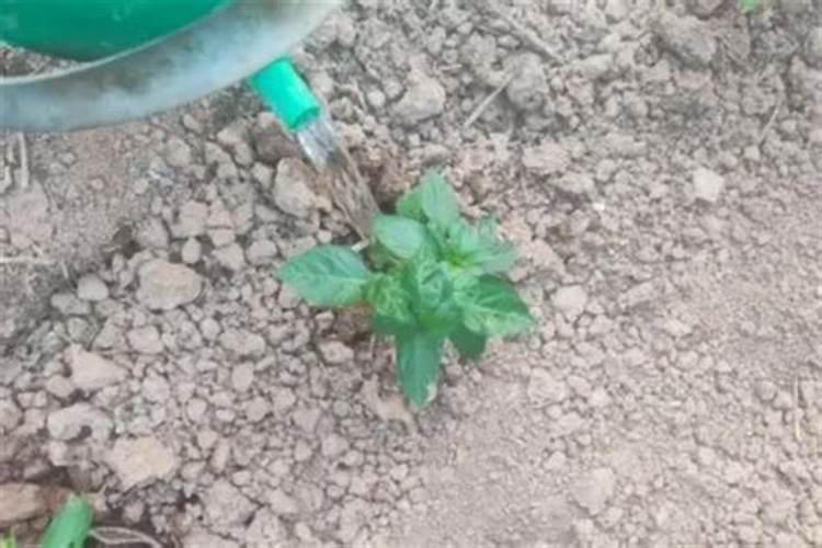 辣椒收获期叶面喷施氮肥可以吗,比例是多少？