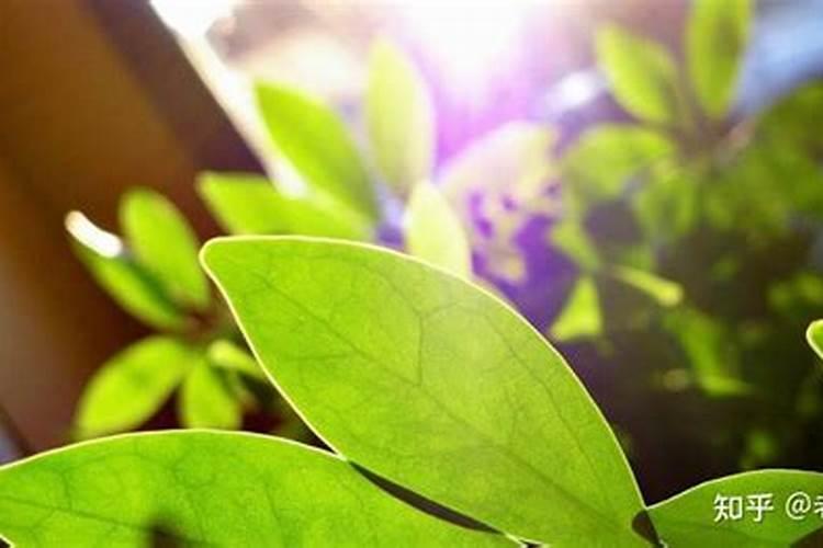 大棚阴天下雨可以打叶面肥吗