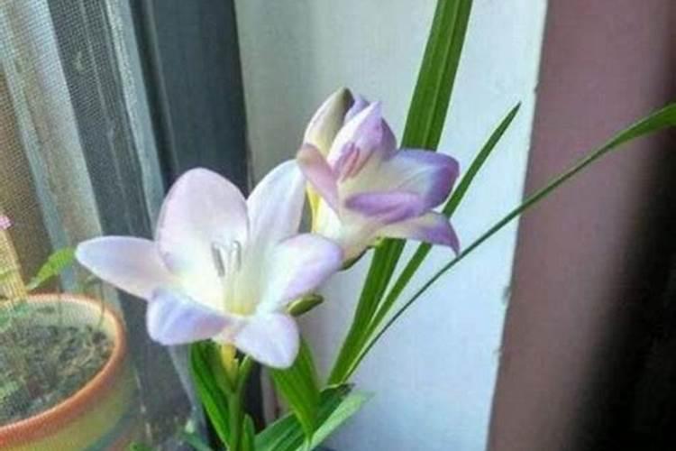 开花需要磷肥还是钾肥