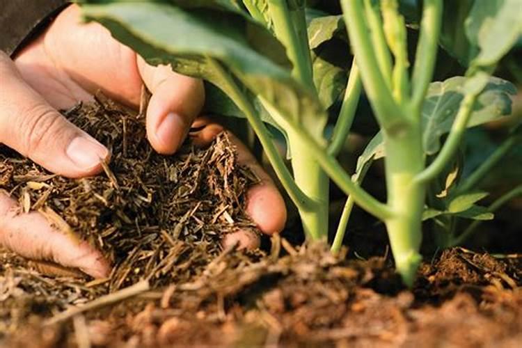 芹菜用碳酸氢铵追肥好不好