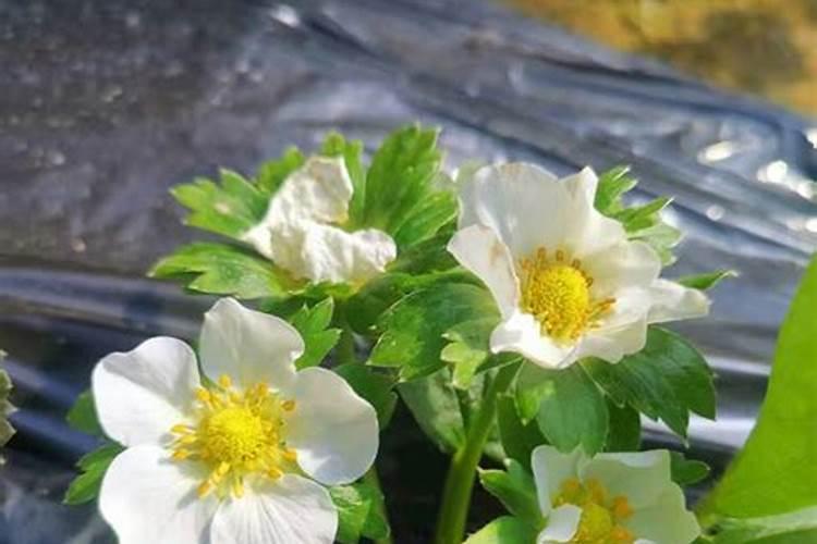 大棚草莓如何施肥才能高产