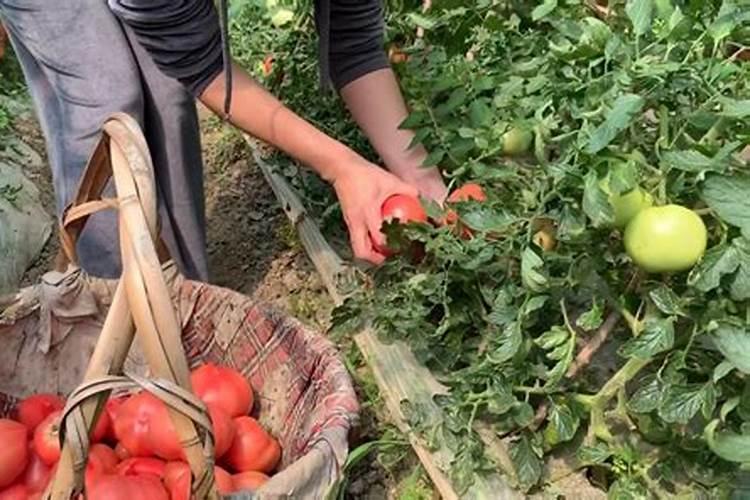 西红柿什么时候追钾肥好西红柿熟了一亩地追多少斤钾肥？