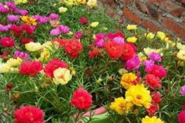 太阳花喜欢什么肥料,太阳花施肥的方法