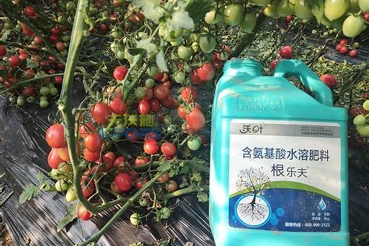 农村菜园子的茄子后期长势无力,采取什么措施可以延长茄子长势？