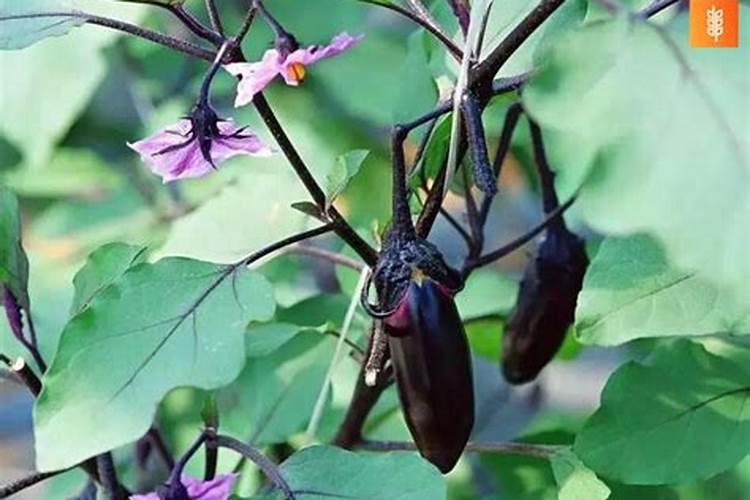 茄子施肥注意事项 茄子应该怎么施肥