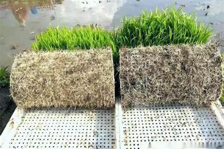 黄瓜定植后促生根方法 黄瓜秧苗几天浇一次水