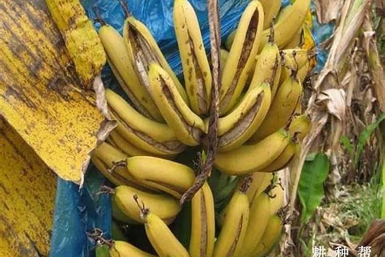 香蕉黄叶的原因和处理办法