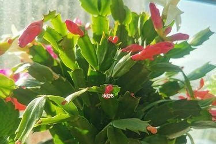 蟹爪兰叶子变红不开花