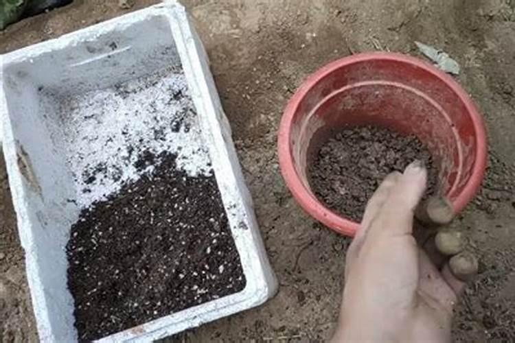 脐橙施用什么鱼蛋白肥？