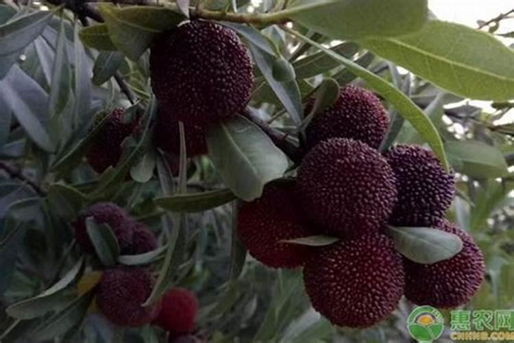 杨梅膨果期打什么叶面肥长的快？杨梅保花保果使用的肥料？