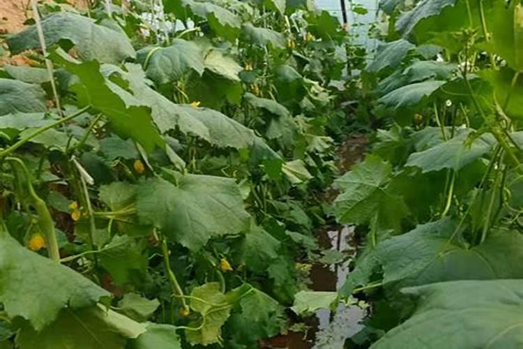 西葫芦坐果后追施喜满地水溶肥怎么样