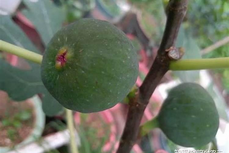 无花果施什么肥好