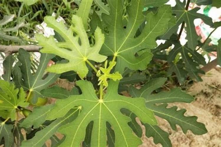 无花果树施什么肥合适