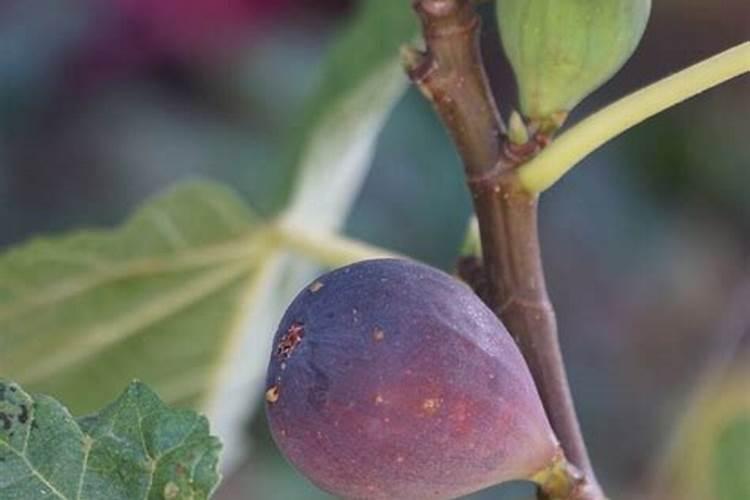 无花果用什么肥料