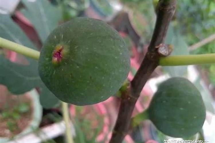 无花果果树施肥方法及时间 无花果果树如何施肥