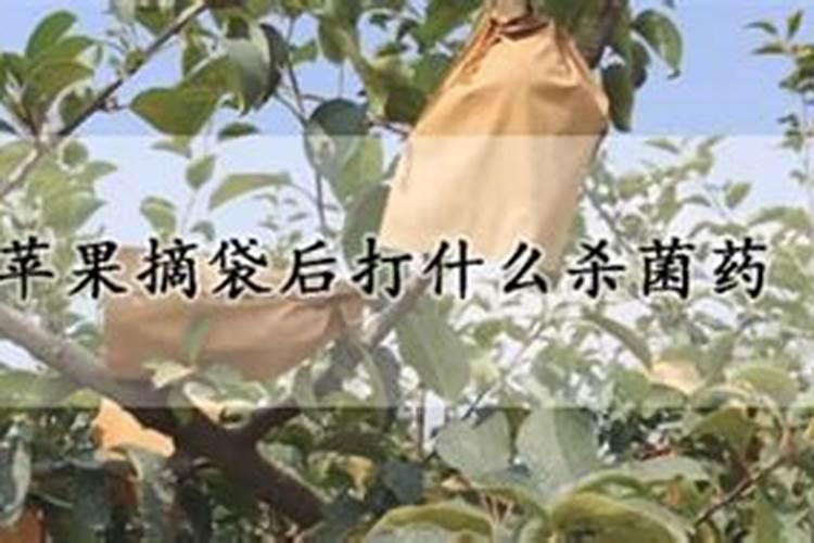 苹果扒袋后打这种肥怎么样？老师们。陕西普诺丰生物科技发展有限公司生 ...