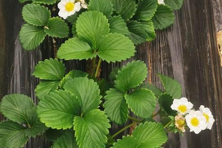 草莓种植过程中该施什么肥料