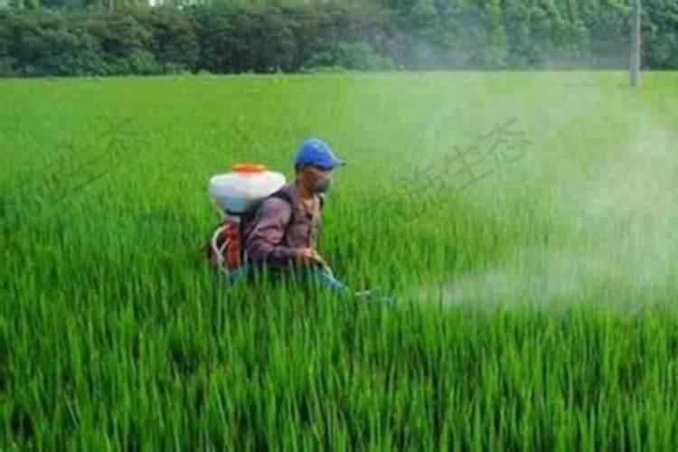 高温干旱天气来袭,小麦干热风或将出现,如何预防小麦干热风？