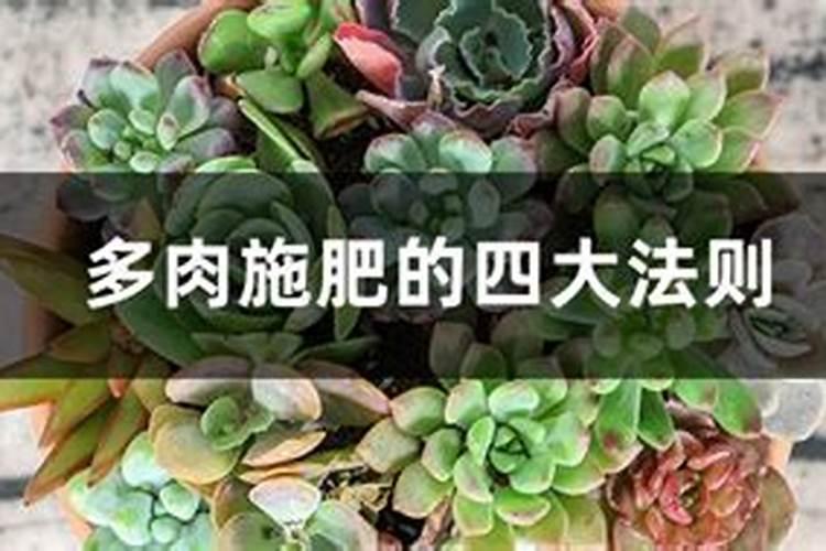 多肉施肥用什么肥料长得壮