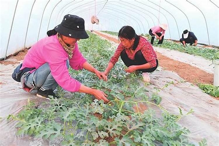 西瓜增甜最简单方法