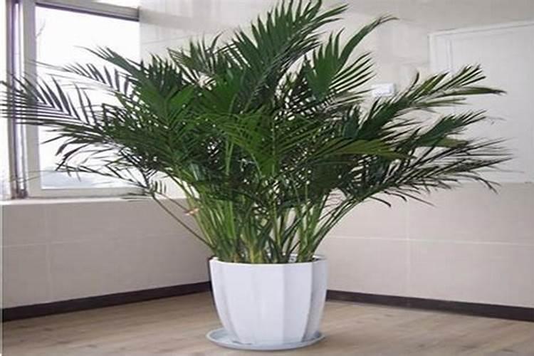 富贵椰子用什么肥料好