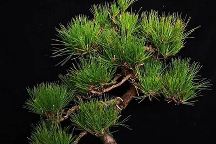 松树盆景是否可以施硫酸亚铁肥？