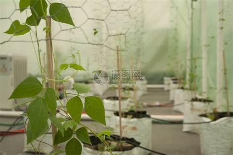 为什么豆类植物不需要施氮肥