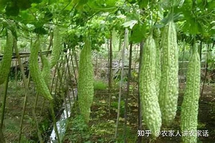 苦瓜用什么肥料最好,怎么施肥