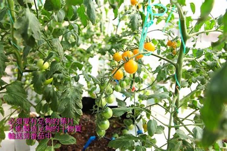 西红柿冲高钾肥几天转白