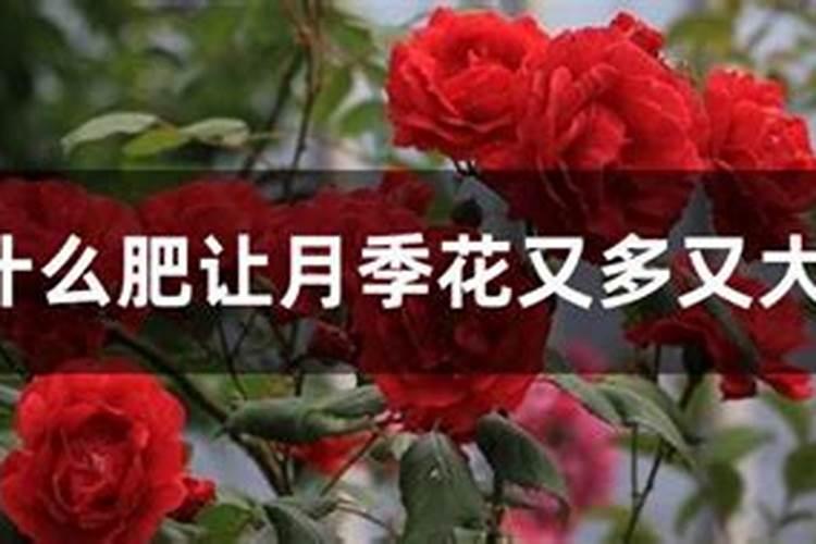 种生姜施什么肥料最好