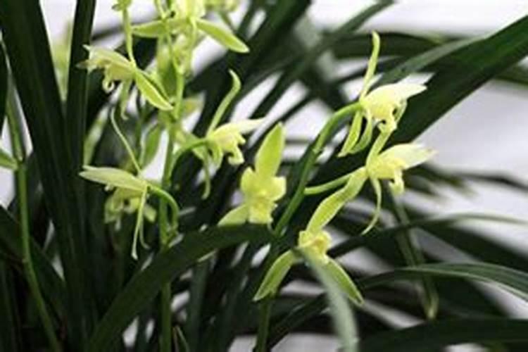 刚移植兰花怎么时候下肥