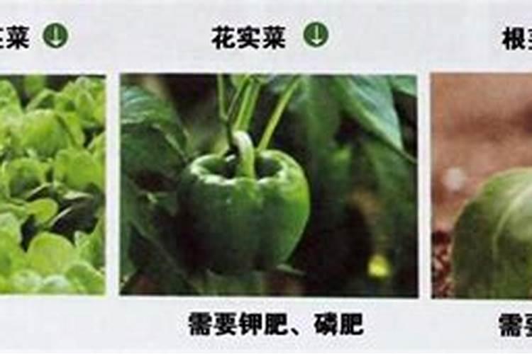 甜宝草莓花期是否可以冲施高磷肥？