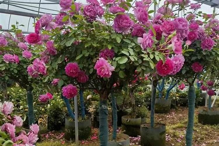 树状月季春季花后修剪攻略复花靠剪